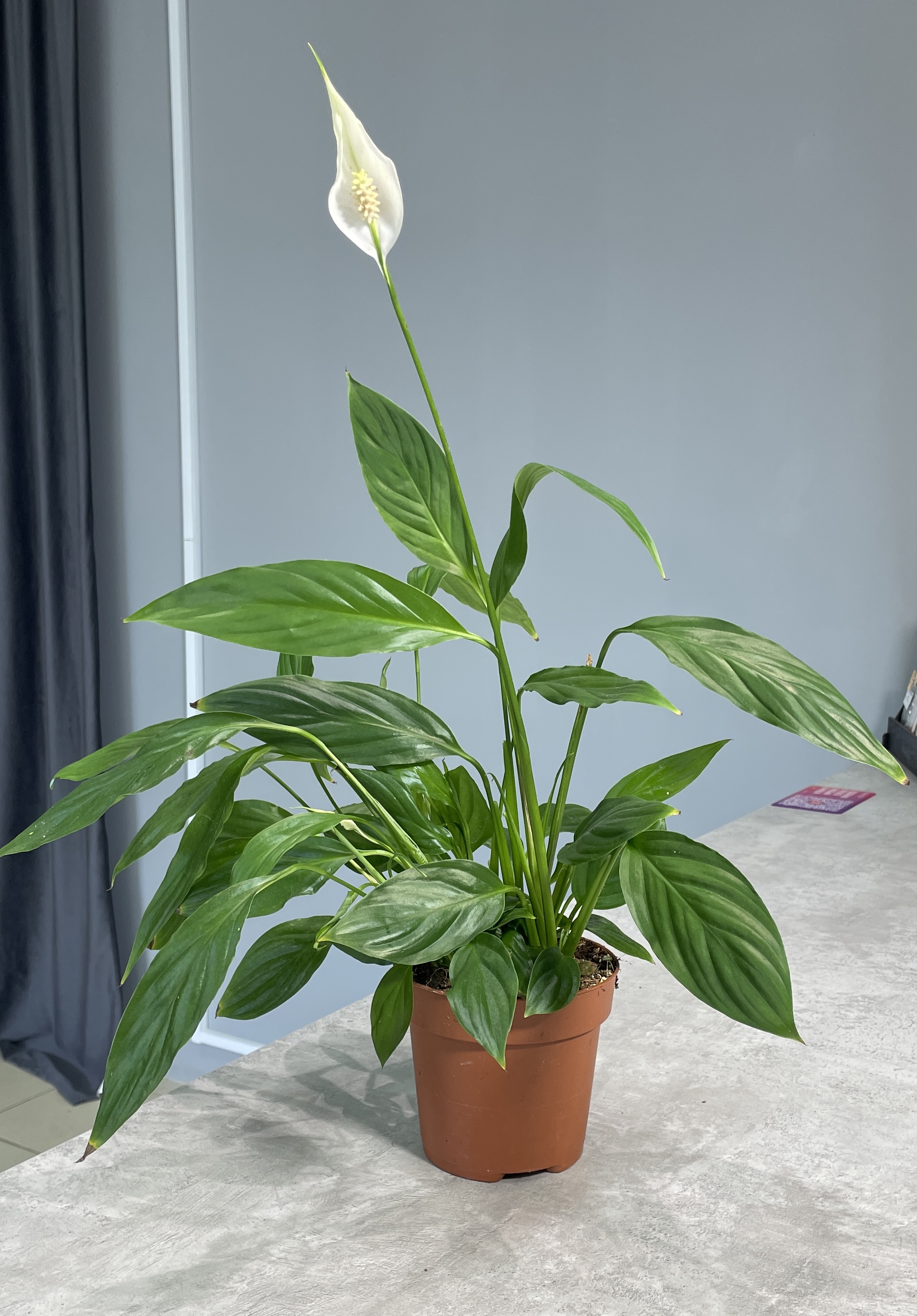 Горшечные растения